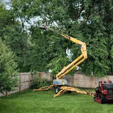 How Our Tree Care Process Works  in  Severn, MD