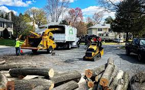 Tree and Shrub Care in Severn, MD