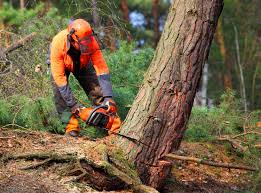 Best Commercial Tree Removal  in Severn, MD