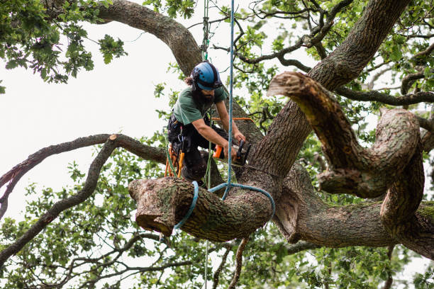 Best Root Management and Removal  in Severn, MD