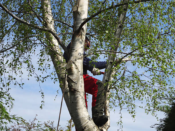  Severn, MD Tree Removal Services Pros