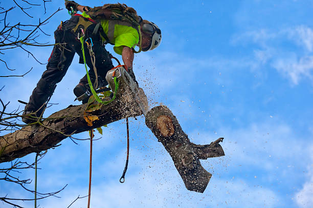 Best Residential Tree Removal  in Severn, MD