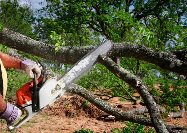 Best Hazardous Tree Removal  in Severn, MD